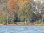 leaf-1